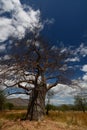 Baobab valley, Great Ruaha River. Tanzania Royalty Free Stock Photo