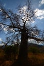 Baobab valley, Great Ruaha River. Tanzania Royalty Free Stock Photo