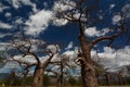 Baobab valley, Great Ruaha River. Tanzania Royalty Free Stock Photo