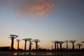 Baobab of madagascar sky and cloud