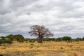 Baobab on the yellow grass in the middle of the african savanna of Tarangire National Park, in Tanzania