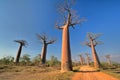 Baobabs Royalty Free Stock Photo