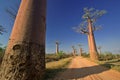 Baobabs Royalty Free Stock Photo