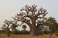 African baobabs in the North African savannah Senegal, region of the Saloum river delta