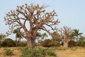 African baobabs in the North African savannah Senegal, region of the Saloum river delta