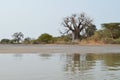 African baobabs in the North African savannah Senegal, region of the Saloum river delta