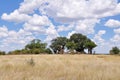 Baobabs,Botswana Royalty Free Stock Photo