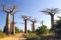Avenue of the Baobabs Royalty Free Stock Photo