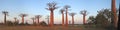 Baobabs forest, Baobab alley