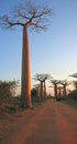 Baobabs forest, Baobab alley