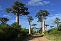 Baobabs forest, Baobab alley , Madagascar