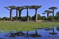 Baobabs forest, Baobab alley , Madagascar