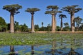 Baobabs forest, Baobab alley , Madagascar