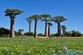 Baobabs forest, Baobab alley , Madagascar