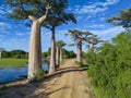 Baobabs forest, Baobab alley - Madagascar