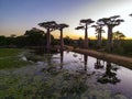 Baobabs forest, Baobab alley - sunset, Madagascar Royalty Free Stock Photo