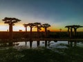 Baobabs forest, Baobab alley - sunset, Madagascar Royalty Free Stock Photo