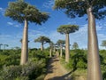 Baobabs forest, Baobab alley - Madagascar