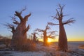 Baobabs on Kubu Island at sunset