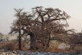 Baobabs Royalty Free Stock Photo
