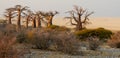 Baobabs Royalty Free Stock Photo