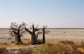 Baobabs on Kubu island in winter Royalty Free Stock Photo