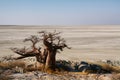 Baobabs on Kubu island in winter Royalty Free Stock Photo