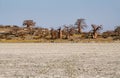 Baobabs on Kubu island in winter Royalty Free Stock Photo