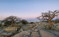 Baobabs on Kubu island in winter Royalty Free Stock Photo