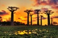 Baobabs Madagascar sunset Royalty Free Stock Photo