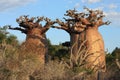 Baobabs of Madagascar