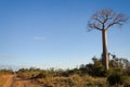 Baobabs road