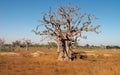 Baobabs in savanna. Royalty Free Stock Photo