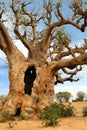 Baobabs in savanna.