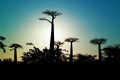 Baobabs sunrise