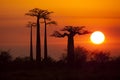 Baobabs with sunrise Royalty Free Stock Photo