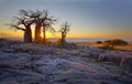 Baobabs at sunrise