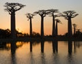 Baobabs at sunrise near the water with reflection. Madagascar. Royalty Free Stock Photo