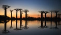 Baobabs at sunrise near the water with reflection. Madagascar.