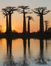 Baobabs at sunrise near the water with reflection. Madagascar. Royalty Free Stock Photo