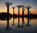 Baobabs at sunrise near the water with reflection. Madagascar.