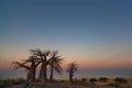 Baobabs at sunset Royalty Free Stock Photo