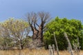 Baobabs and vegetation Royalty Free Stock Photo