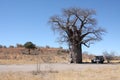 Baobabtree Royalty Free Stock Photo