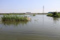 Swamp in the grassland, adobe rgb Royalty Free Stock Photo