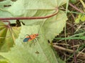 Bapak pucung or bok bok cong & x28;Latin: Dysdercus cingulatus& x29; perches on a green leaf