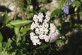 Baptisia alba False flower plant in a row by the lake