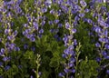 Beautiful Baptisia False Indigo Flowers Royalty Free Stock Photo