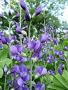 Baptisia australis