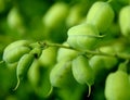 Baptisia australis, commonly known as blue wild indigo